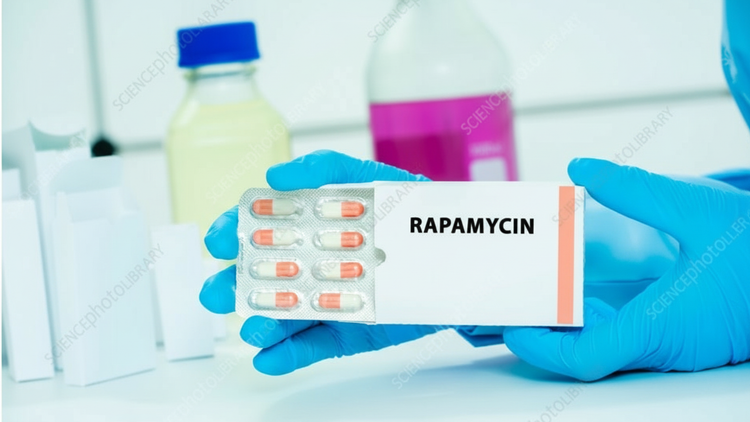 Rapamycin Dosage for Longevity: A Comparative Analysis of Protocols
